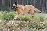 MALINOIS 545